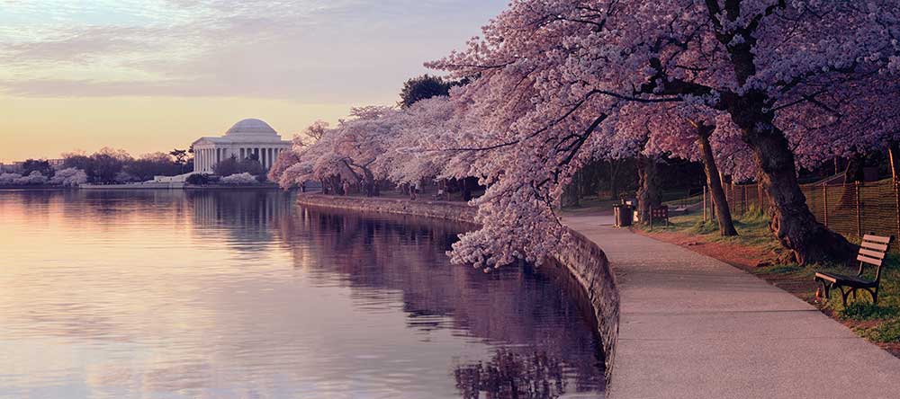 Cherry Blossoms - Jefferson Memorial