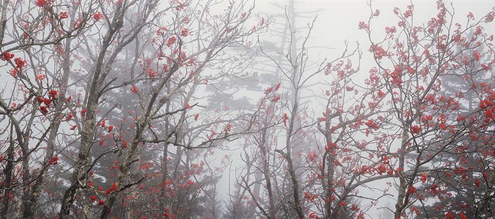 Mountain Ash Trees - Great Smoky Mountains National Park