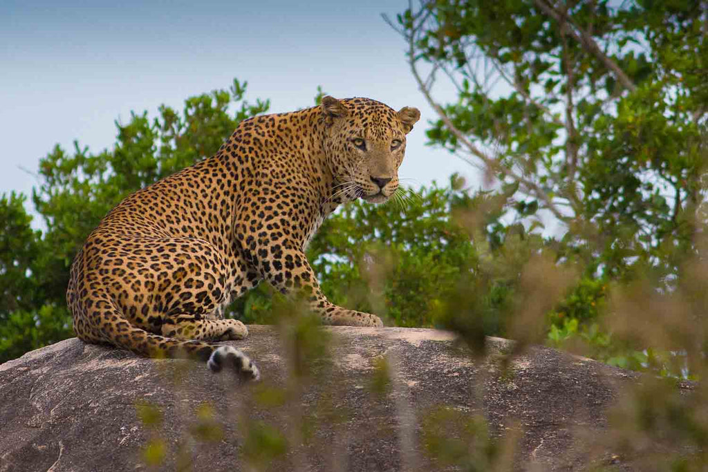 Kotiya- The Sri Lankan Leopard I