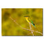 Blue Tail Bee Eater