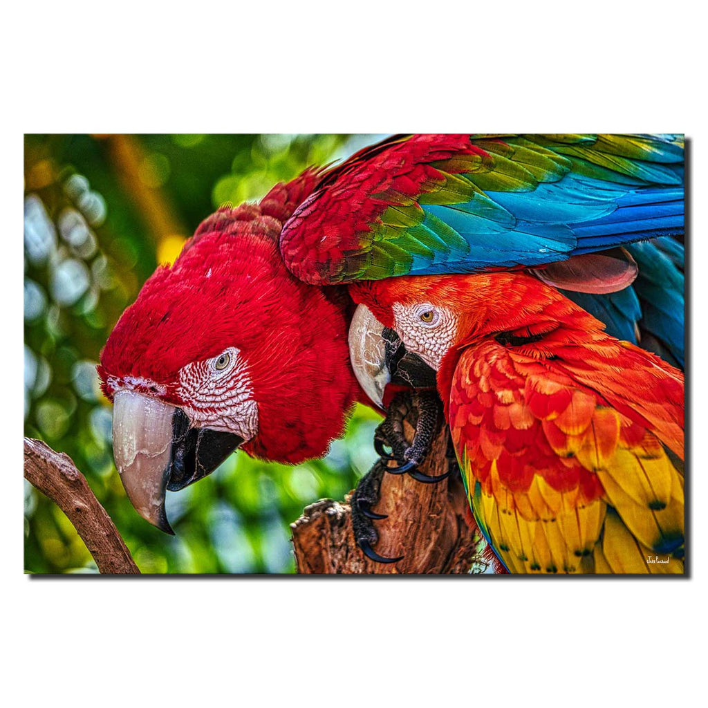 Macaw Ma