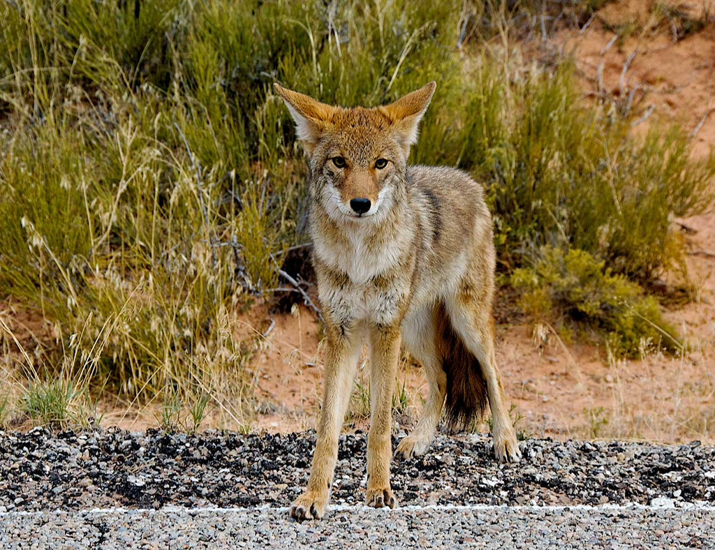 Wildlife Coyote