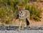 Wildlife Coyote