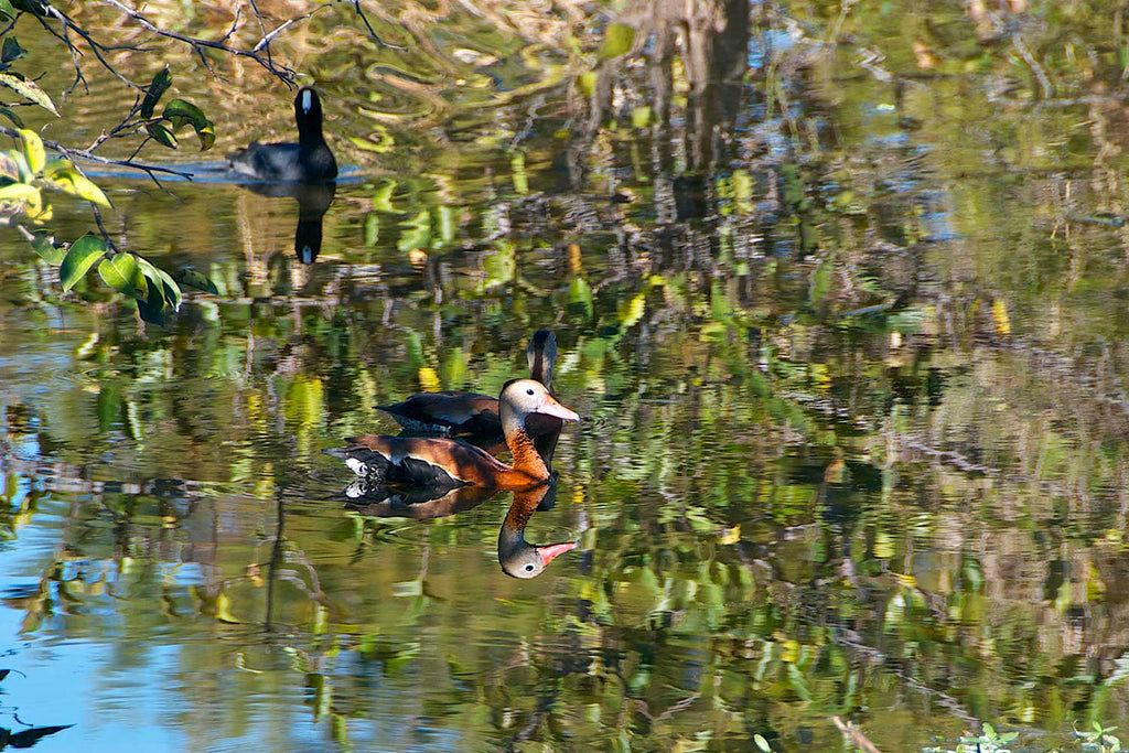 Wildlife Duck in Wakodahatchee