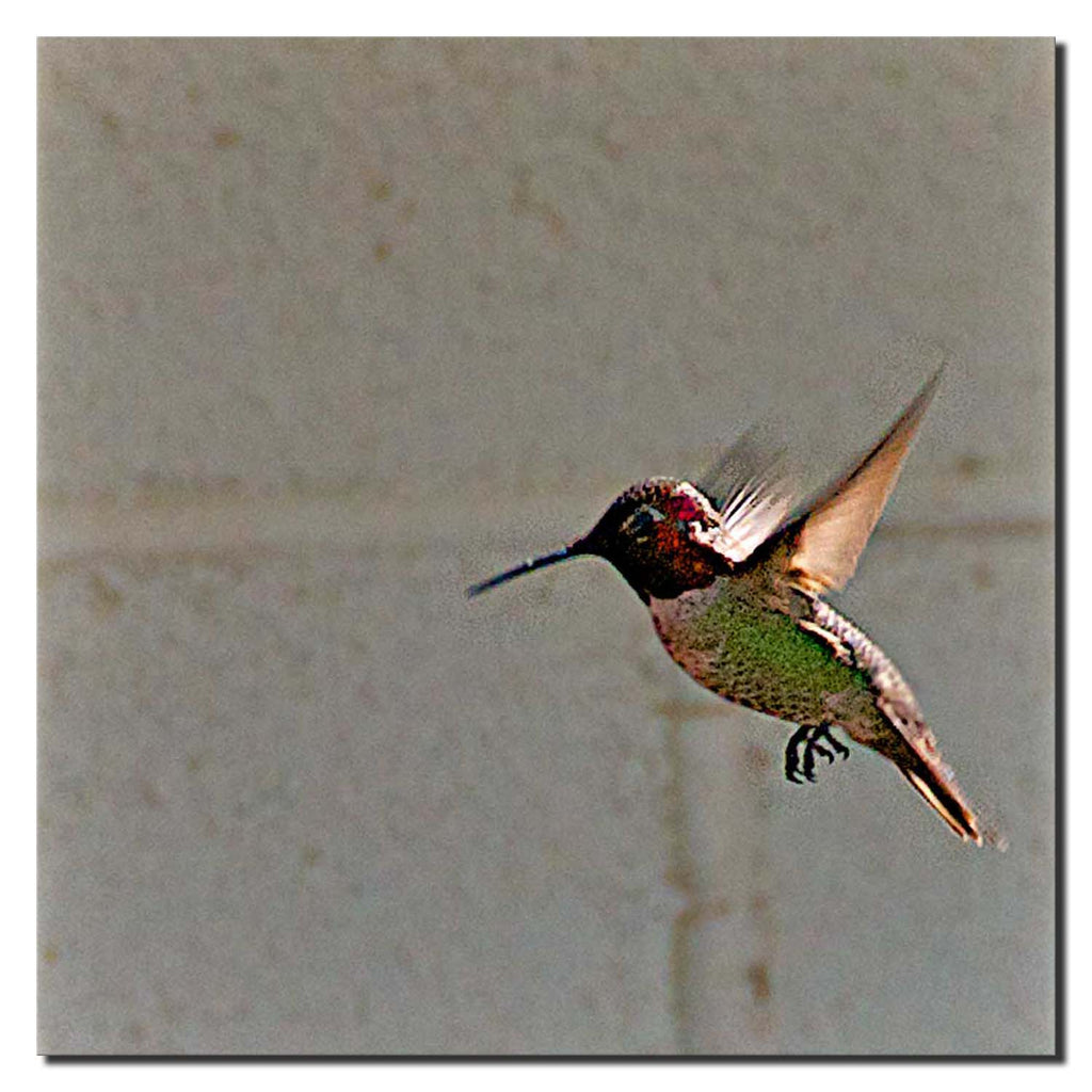 Wildlife Hummingbird in Flight