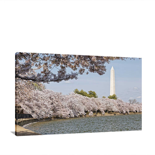 Cherry Blossoms with Monument