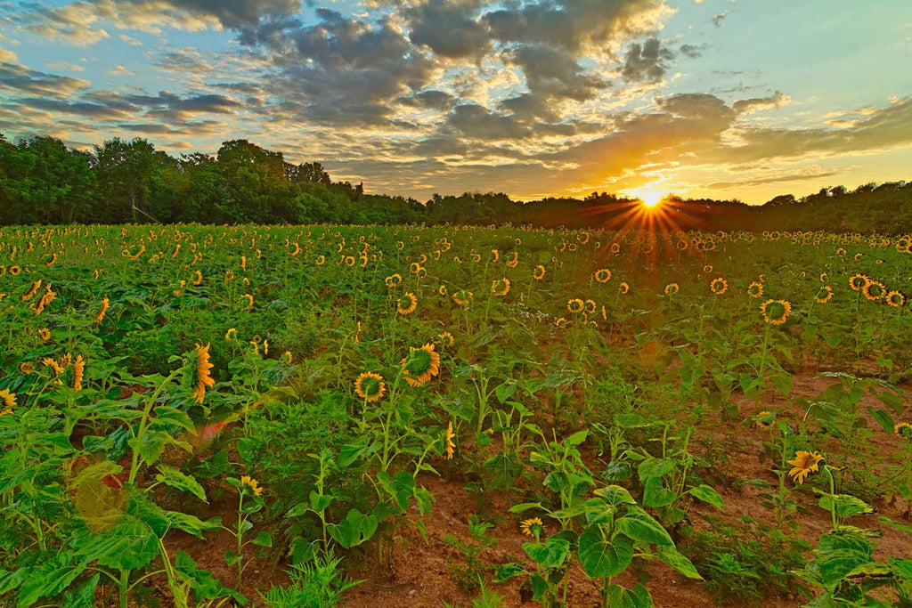 Dawn at the Sunflower Field
