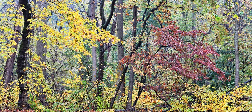 Autumn Mist- Rock Creek Park