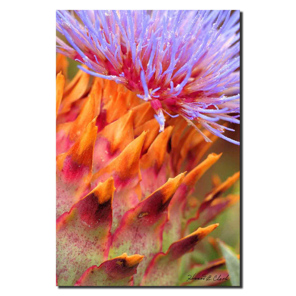 Pinecone Flower