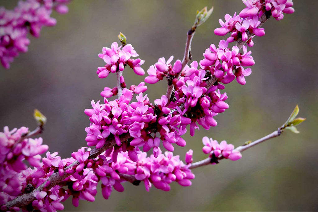 Red Bud Blossoms
