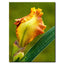Yellow Iris Bud