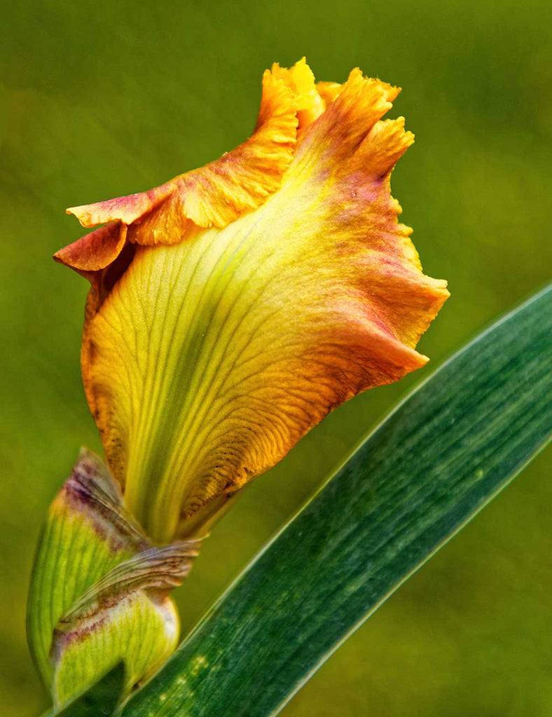 Yellow Iris Bud