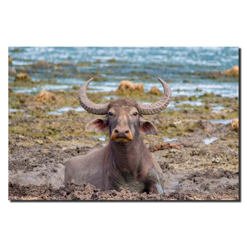 Photogenic – Wild Water Buffalo