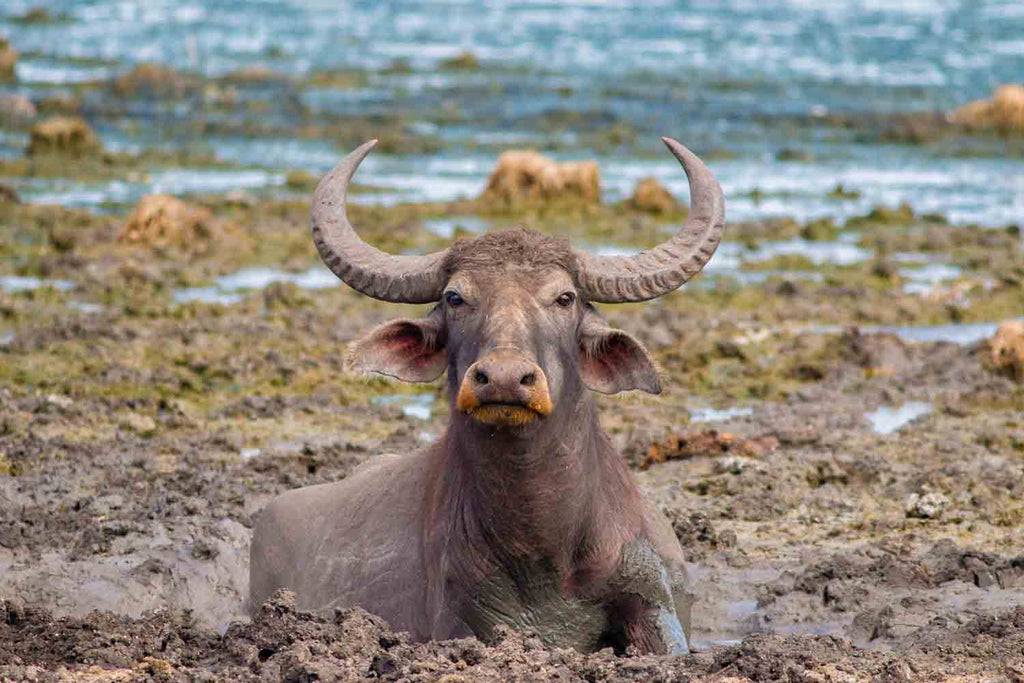Photogenic – Wild Water Buffalo