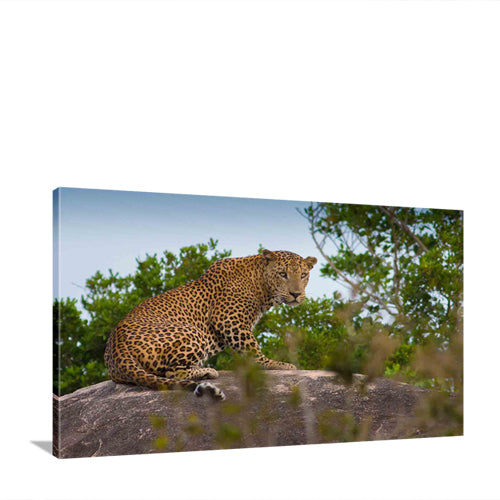 Kotiya- The Sri Lankan Leopard I