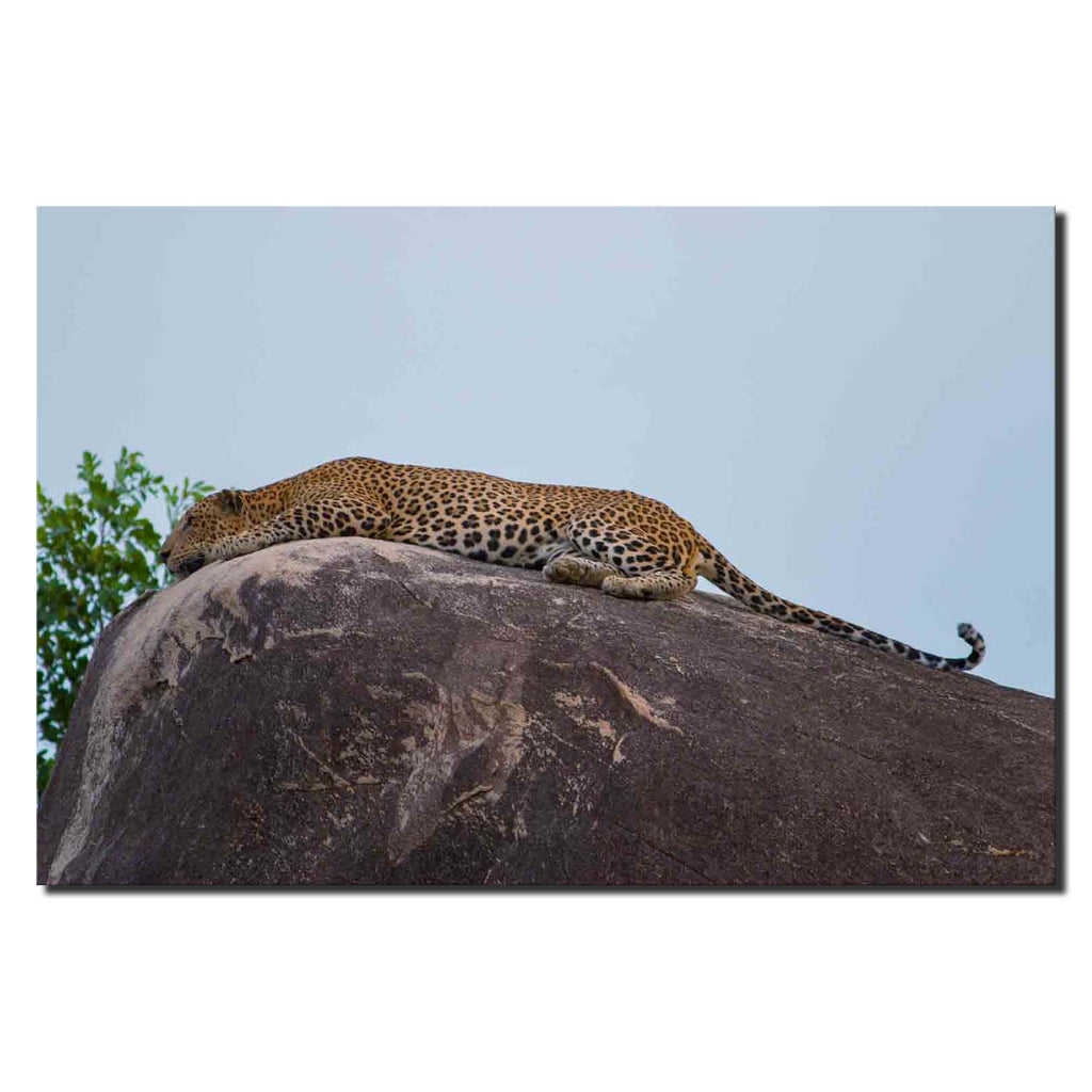 Kotiya- The Sri Lankan Leopard II