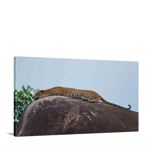 Kotiya- The Sri Lankan Leopard II