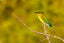Blue Tail Bee Eater