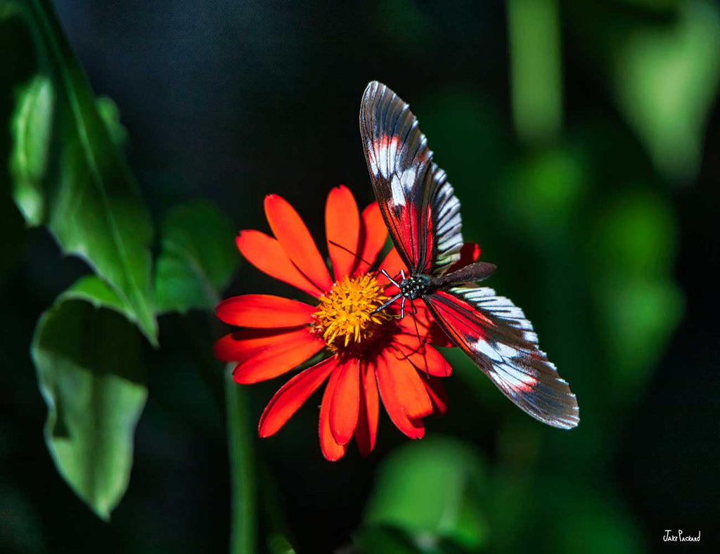 Butterfly Loving Orange Flower