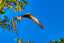 Hawk Leaving Tree