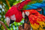 Macaw Ma