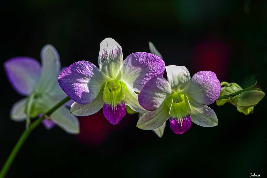Midnight Orchid