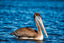 Pelican Floating