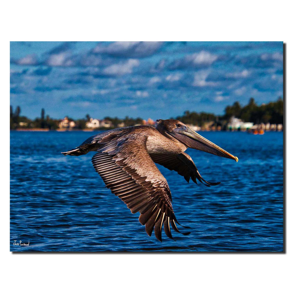 Pelican Winging