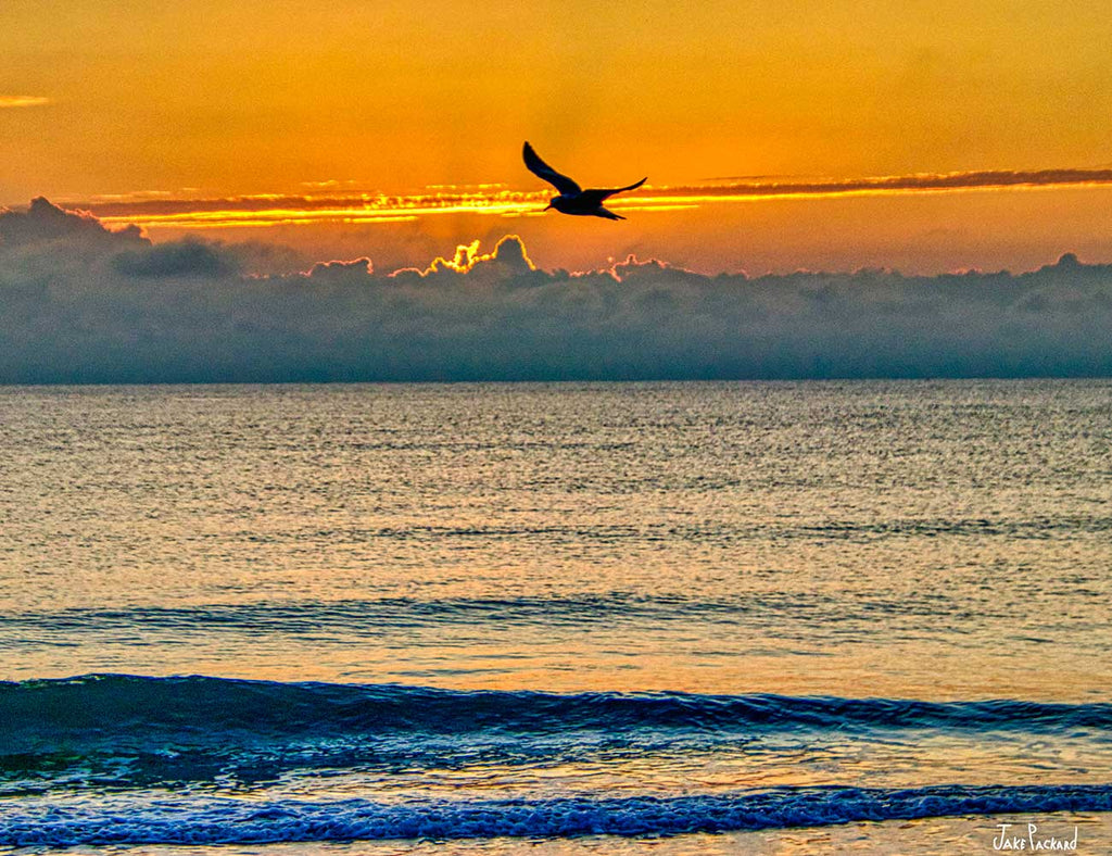 Solo Bird Sunrise