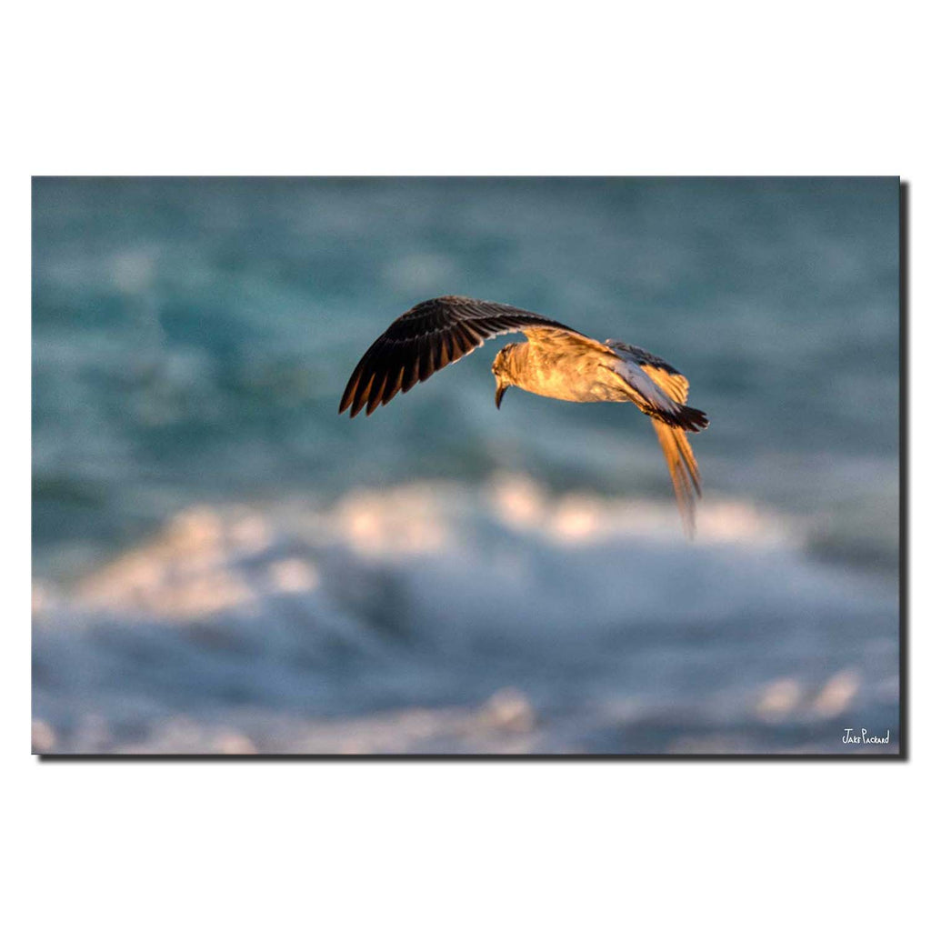 Sunrise Seagull