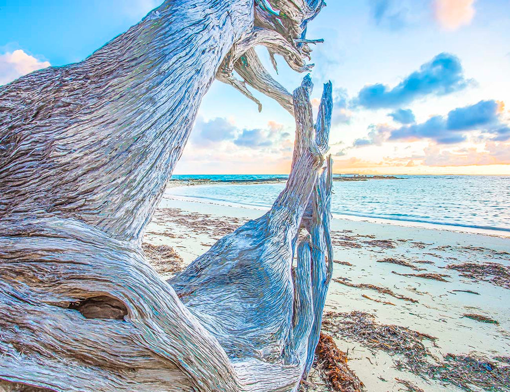 Andros Island Bahamas Caribbean Sunrise Driftwood I