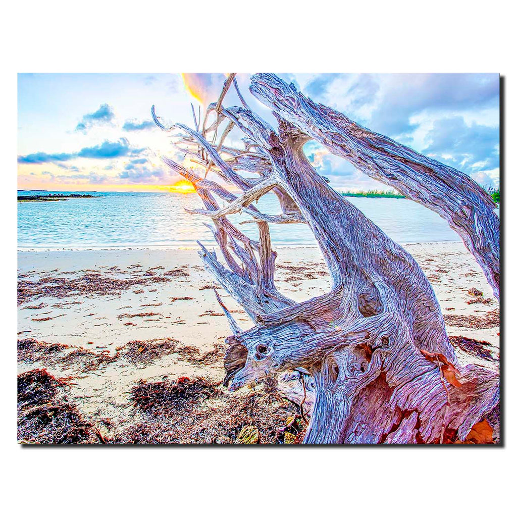 Andros Island Bahamas Caribbean Sunrice Driftwood II