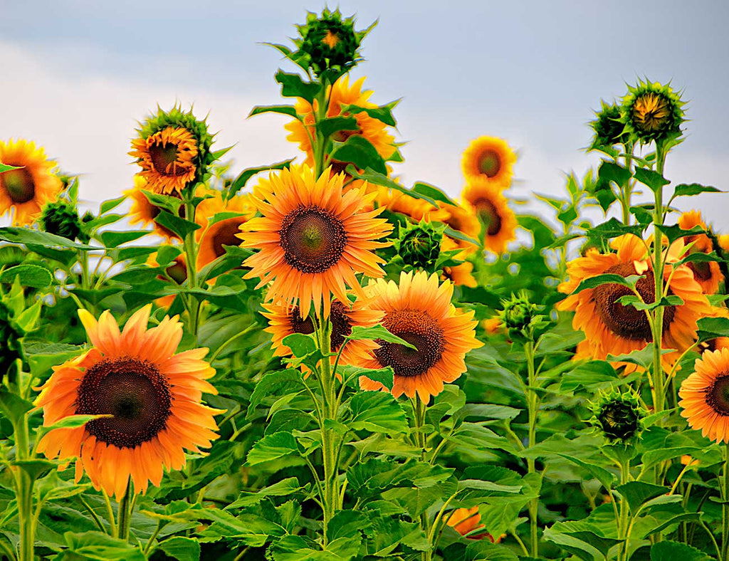 Flowers Sunflowers
