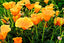 US California Poppies
