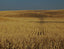 US Great Plains Nebraska Fields