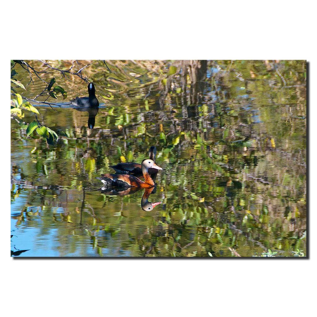 Wildlife Duck in Wakodahatchee