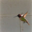 Wildlife Hummingbird in Flight