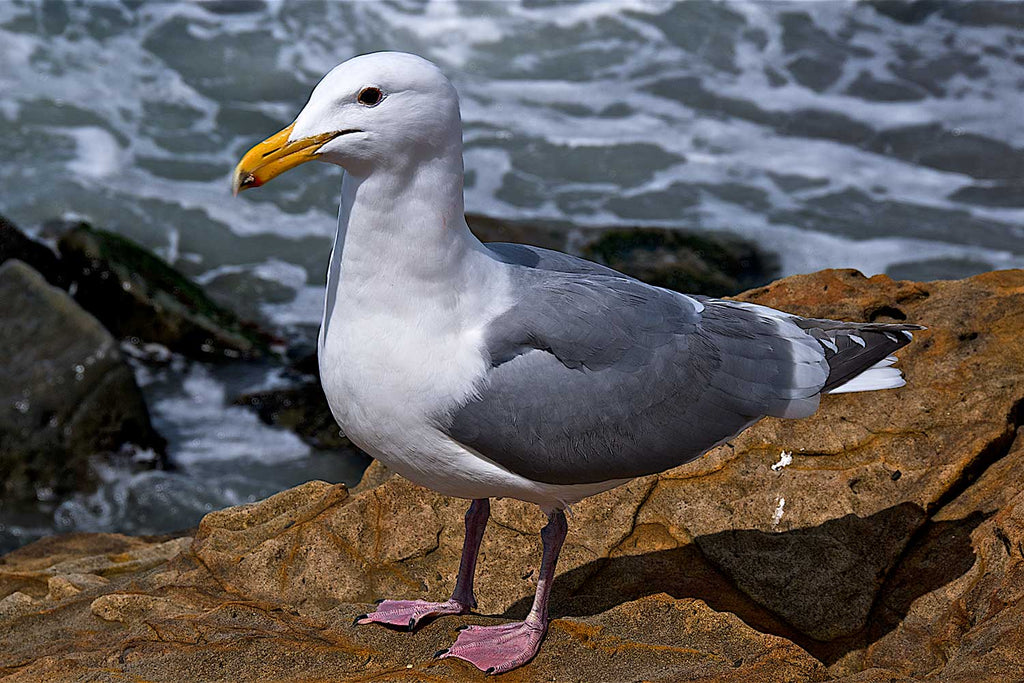 Wildlife Seagull