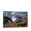 Wildlife Seagull