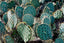 US Arizona Prickly Pear