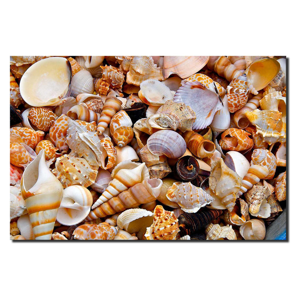 US California Seashells