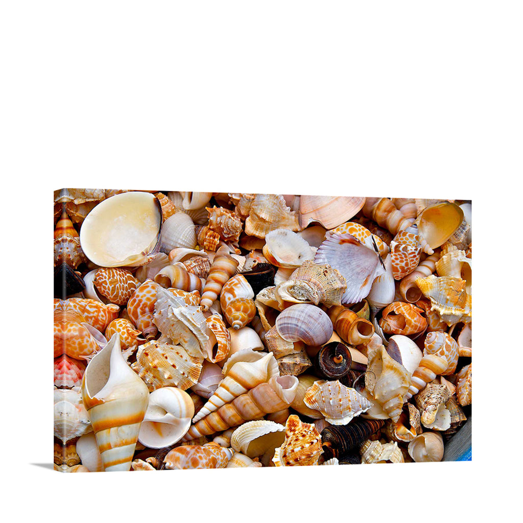 US California Seashells