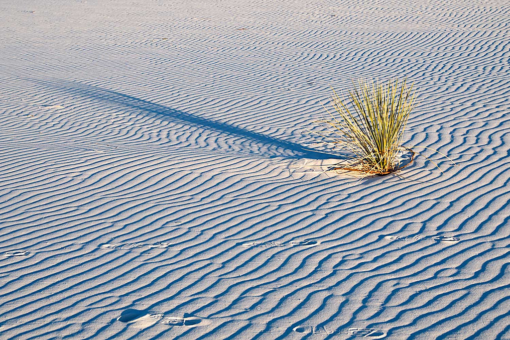 US New Mexico White Sands the Constant Struggle