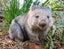 Wombat Bonorong Bonorong Wildlife Sanctuary,Tasmania