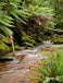 Nelson River Tree Ferns Tasmania