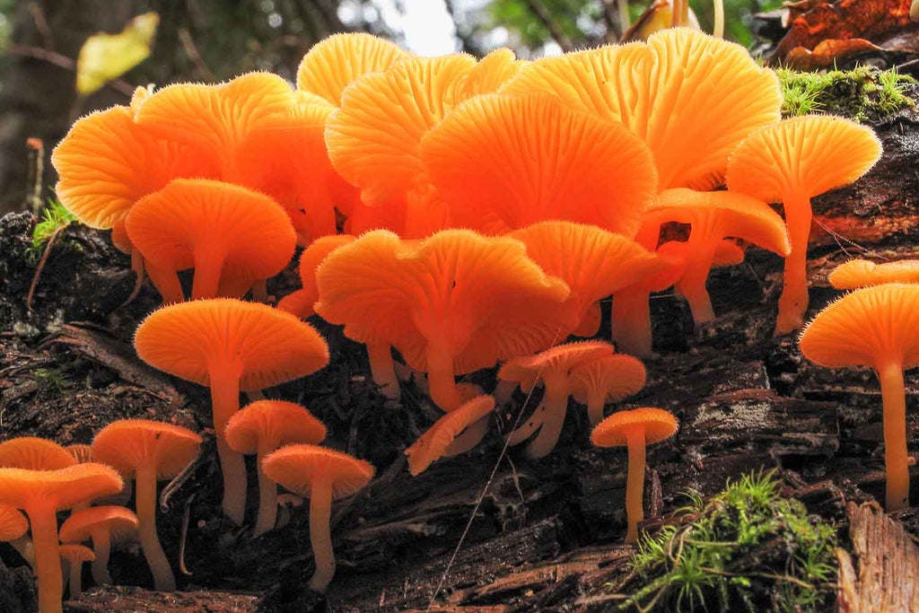 Orange False Chanterelle Fungi