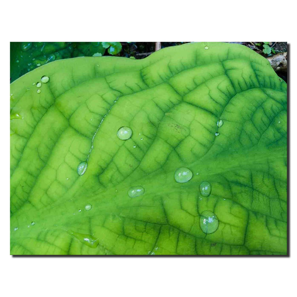 Skunk Cabbage Water Drops