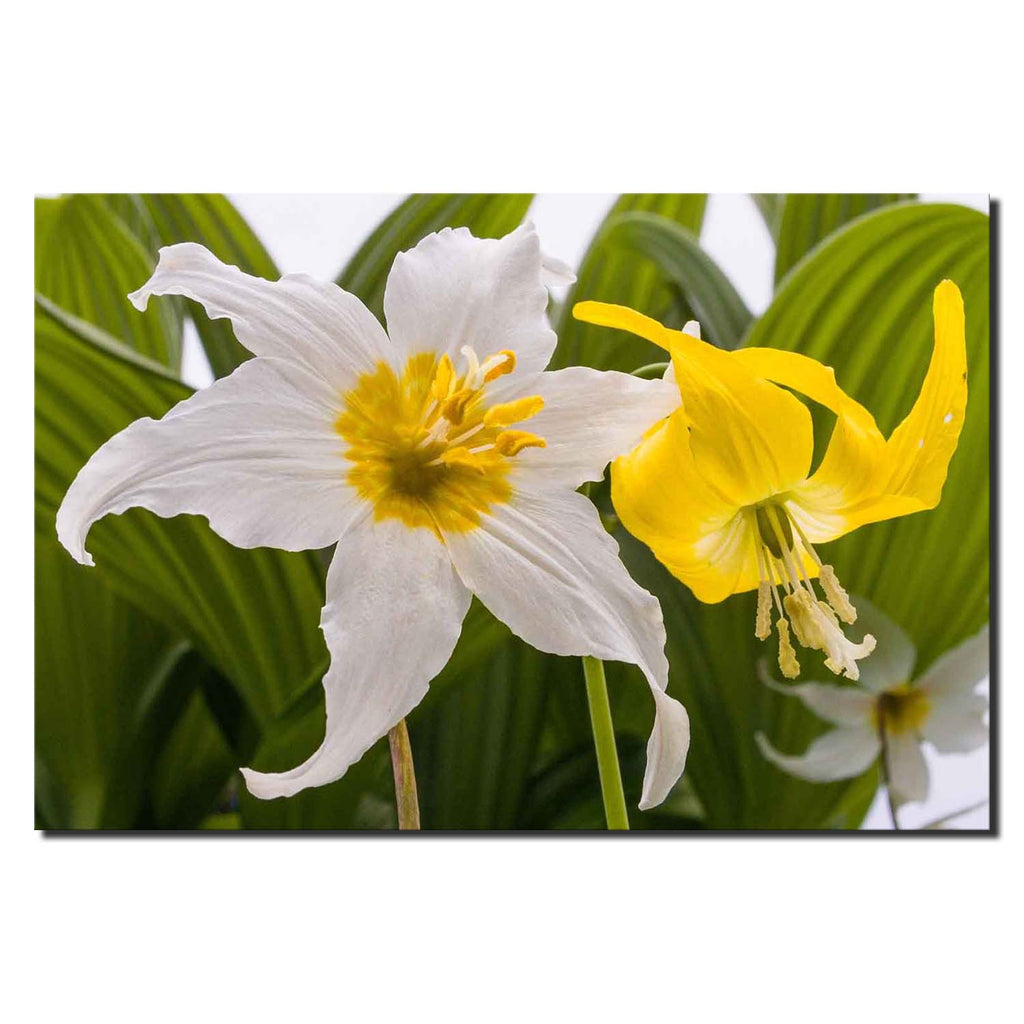 White Avalanche Lily Yellow Glacier Lily