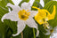 White Avalanche Lily Yellow Glacier Lily