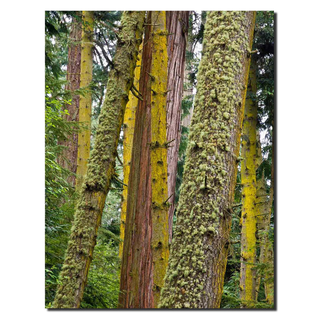 Lichen Covered Trees in Deception Pass State Park, Washington
